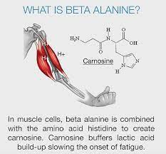 What is Beta Alanine? (Enhancing Exercise Performance Naturally)